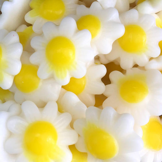 MARGUERITE JAUNE/BLANC