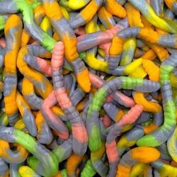 SERPENTS BICOLORE